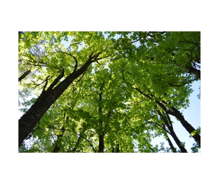 Bain de forêt à Bourg-en-Bresse avec Marguin Berengere : une expérience de Shirin Yoku, Bourg-en-Bresse, Marguin Bérengère